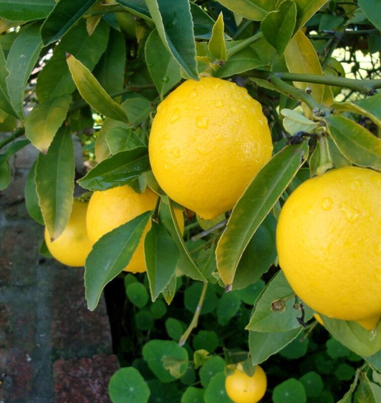 Fertilizarea lămâiului
