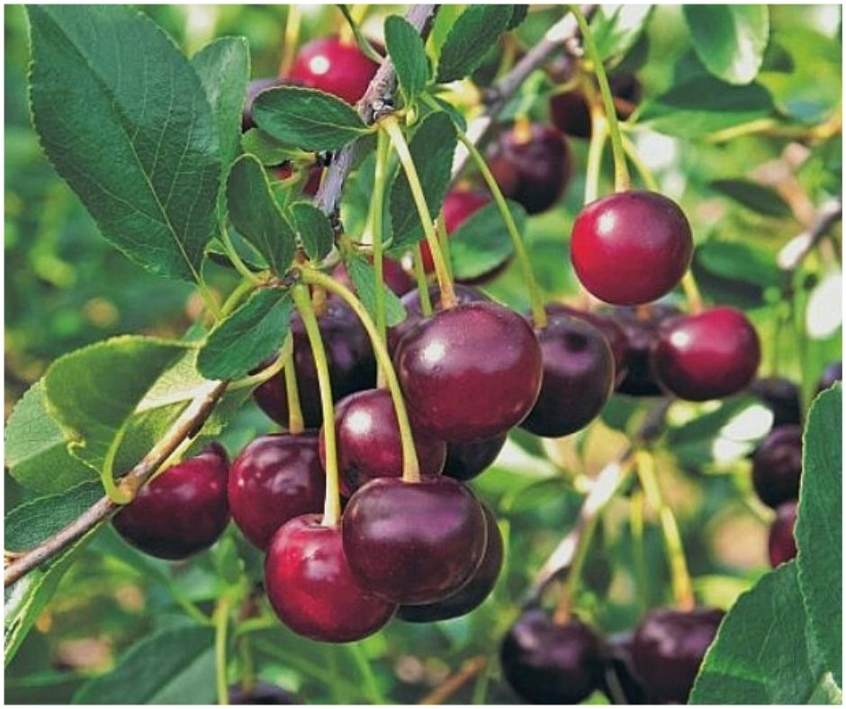 Vişin de tufă – Prunus Carmine Jewel