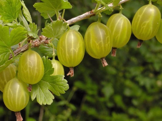 Agriș, Ribes grossularia ’Invicta’