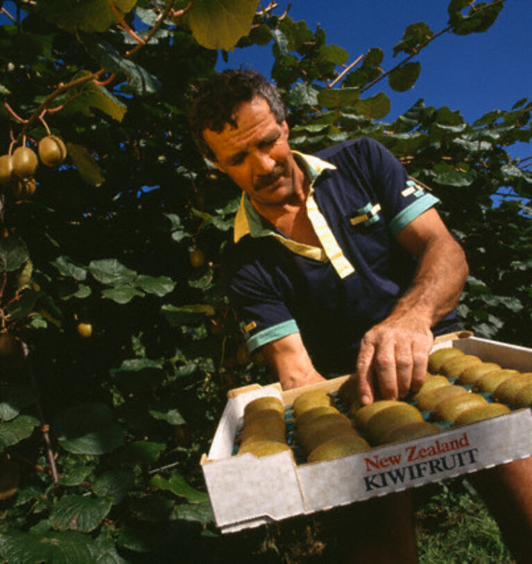 Rodirea și recoltarea la kiwi